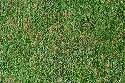 Green grass background