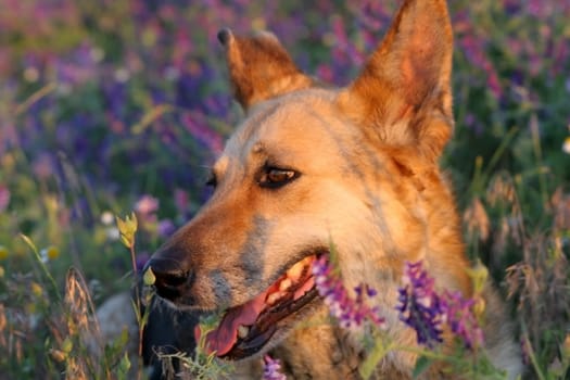 dog in the meadow     dog in the meadow