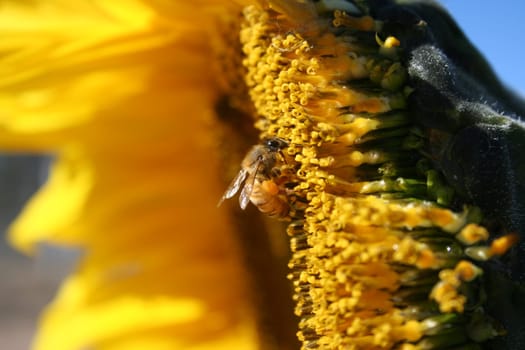Image of a bee collecting pollen, which is clearly visible on its rear legs