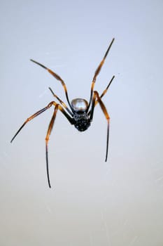 spider, hanging from its web