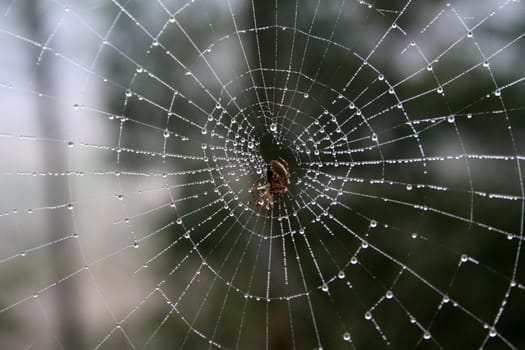 Dew formed on a spider's web. Spider is in the middle. From afar, looks like cracked glass.