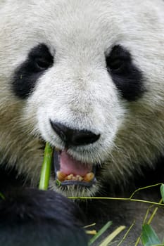 Giant Panda