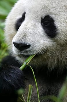 Giant Panda