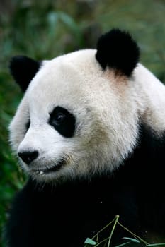 Giant Panda