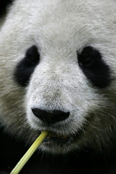 Giant Panda
