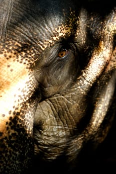 Asian Elephant