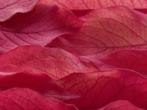autumnal purple foliage background