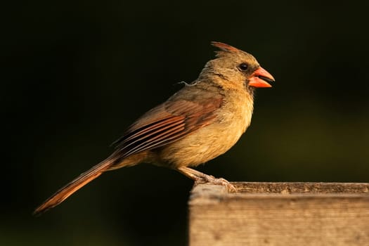 Female Northern Cardinal eating seeds