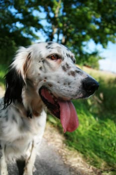 Dog in summer heat