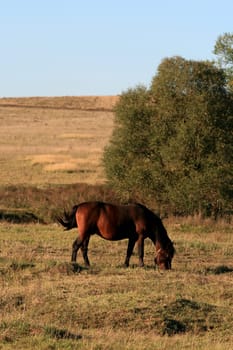 Horse is grazing in the village field