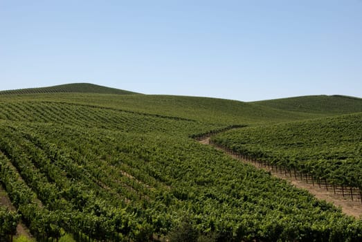 Rolling hills with grape vines planted as far as the eye can see
