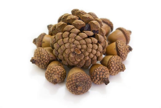 These pinecones pick up from Kew garden London, which is my favorite flora item.