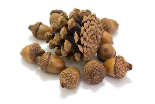 These pinecones pick up from Kew garden London, which is my favorite flora item.