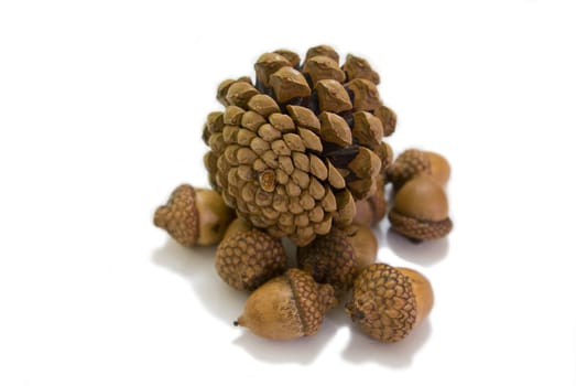 These pinecones pick up from Kew garden London, which is my favorite flora item.