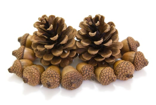 These pinecones pick up from Kew garden London, which is my favorite flora item.