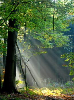 sunbeams pouring into the autumn forest creating a mystical ambiance