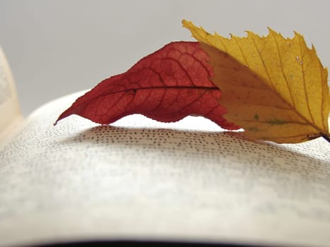 colorful autumnal leaves on the page of opened book