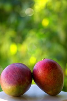 Two mangoes fruits are isolated on green background.