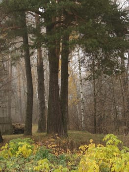 autumnal forest scene with old pines