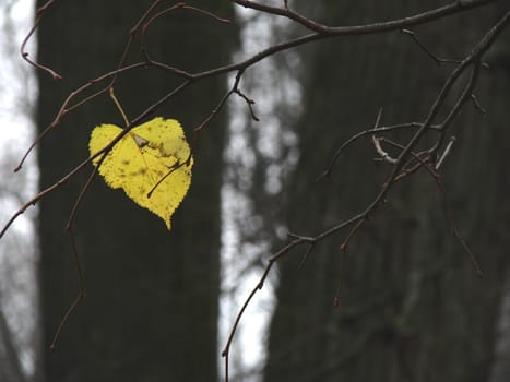 lonely autumnal leaf on tree branch