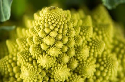 vegetable
