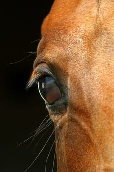 close-up of an eye of a horse