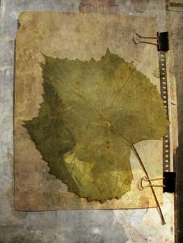 Grunge paper background with grape leaf