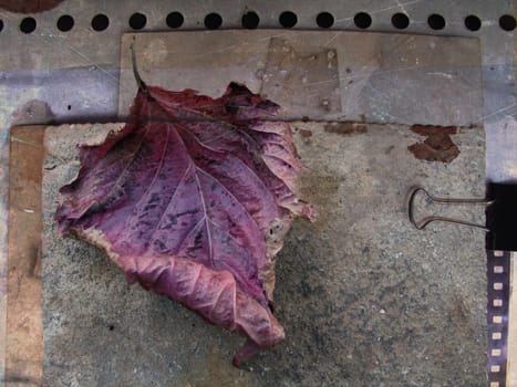 Fallen leaf in grunge background