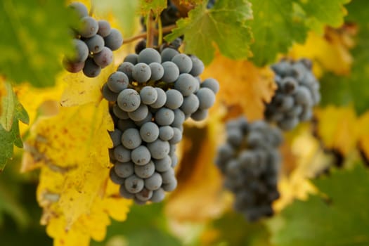 Beautiful Wine Grapes on the Vine one Early Fall Morning.