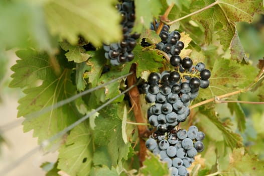 Beautiful Wine Grapes on the Vine one Early Fall Morning.