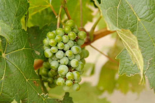 Beautiful Wine Grapes on the Vine one Early Fall Morning.