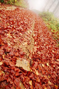 autumn forest scene