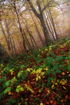 autumn forest haze