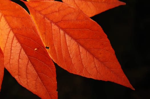 Autumn leaves isolated.  With a lot of details.    see other autumn photos in my portfolio
