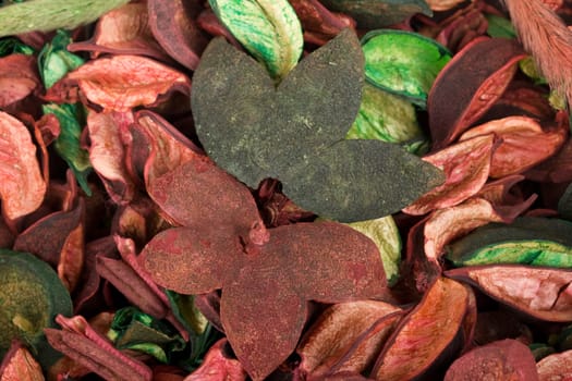 colorful dry leafs