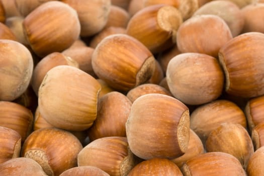 Lots of hazelnuts
