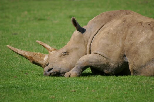 An African White Rhino resting in the sunshine