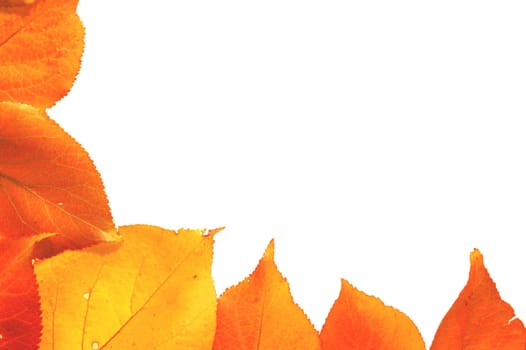 Frame made of colorful autumn leaves on white background.   With place for your text.    More autumn photos in my portfolio.