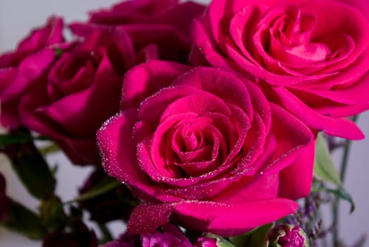 Pink Rose with water drop