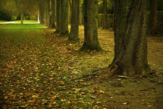 Autumn trees in the park