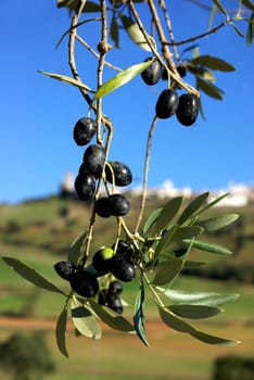 Olives Of The South Zone Of Portugal.