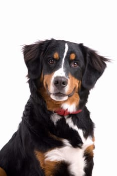 Cute Bernese Mountain Dog sitting attentive on white background