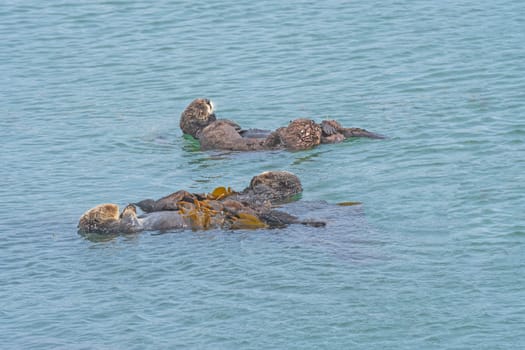 Sea Otters Relaxing in the Sea near Morrow Bay, California
