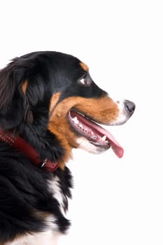 Pretty bernese mountain dog looking sideways
