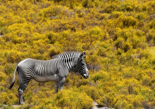 Zebra on yellow