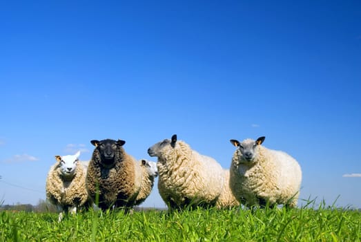 Sheep on grass with blue sky. Some of them are looking at the lens