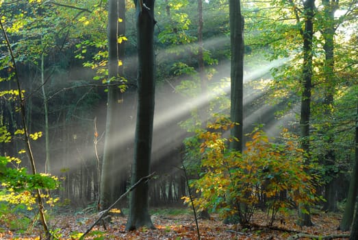 sunbeams pouri into the autumn forest creating a mystical ambiance