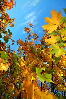 Colorful autumn leaves against a blue sky with clouds