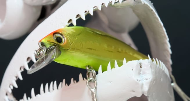 Fish skull and lures on display.