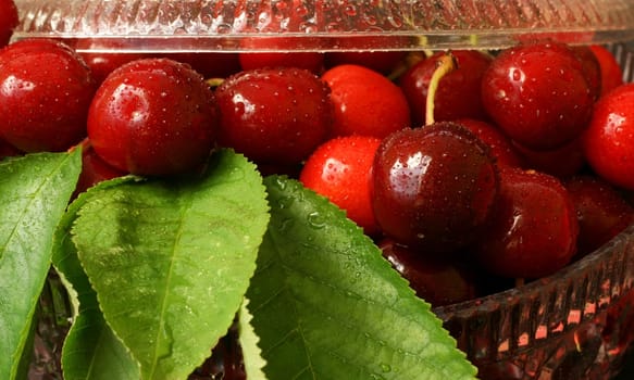 sweet cherry